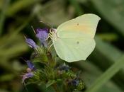 Gonepteryx renuevan