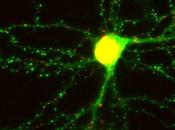 trabajar neuronas cuando forman nuevos recuerdos