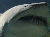 Tiburones peligro: realidades mito