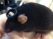 Científicos logran implantar falsos recuerdos ratones