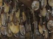 Duque Campillo, Ibéricos bellota.
