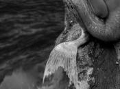 canto sirenas..