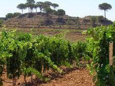 Estudio: calentamiento global desplaza regiones vinícolas