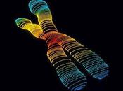 cromosoma Adán mitocondrial aparecieron Tierra fechas similares