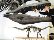 Argentina prehistórica, tierra prometida científicos, paleontólogos amantes grandes saurios.