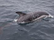 Avistaje delfines Puerto Madryn.