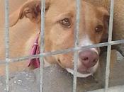 Tears, pena esta matando..