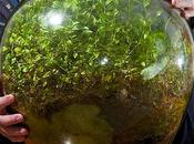 Plantas embotelladas