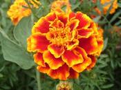 Tagetes