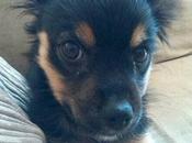 Urgente adopción para esta pequeñita...