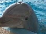 Delfines, mayor capacidad para recordar.