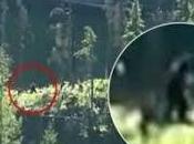 Nuevo vídeo posible bigfoot canadá
