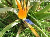 Paraíso. Strelitzia reginae