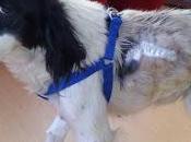 Kelly, perrita bulto enorme desnutrida carretera Sevilla!