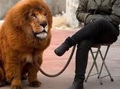 chino disfraza perros ratas leones reptiles