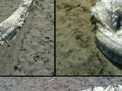 Extraña criatura marina aparece playa españa