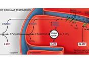 Vínculo entre respiración aeróbica fermentación