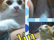 ACTUALIZACIÓN_ Bebés gato rescatados contenedor basura‏.