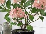 Decorar Plantas Interior