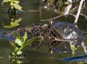 Tortugas Florida Zampullines chicos