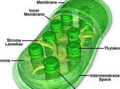 fotosíntesis, cloroplasto bacterias fotosíntéticas