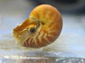 Nacimiento adorable bebé nautilus