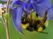 Bombus terrestris lusitanicus (Krüger 1956 Abejorro