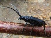 grandes escarabajos bosque