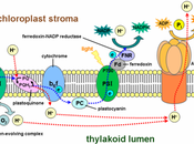 Reacciones, fotosistema cadena transporte electrones