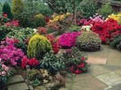 Plantas ornamentales