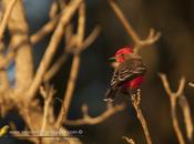 Churrinche (Vermillion Flycatcher) Pyrocephalus rubinus