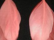 Pendientes plumas
