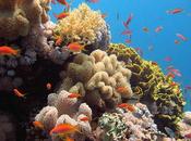 Restauración arrecifes mediante “Guarderías Corales”