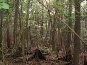 Aokigahara, bosque suicidas