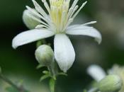 CLEMATIS, Clematide (Clematis vitalba)