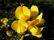 GORSE aulaga