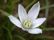 STAR BETHLEHEM estrella Belen