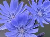 CHICORY achicoria