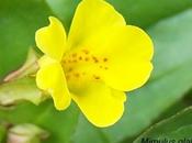 MIMULUS mimulo