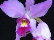 Charla sobre Orquídeas Mexicanas