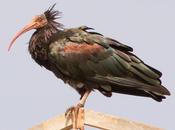 Ibis eremita