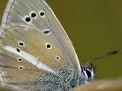 Agrodiaetus damon (Denis Schiffermüller, 1775) Velludita cintada, azul cintada