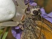 Misumena vatia (Clerck, 1758)