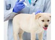 Cómo inyectar insulina perro