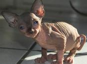 «Gatos extraños»