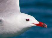 Larus adouinii