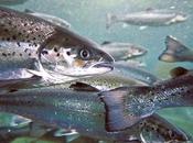 Noticia: contaminación perjudica acuicultura salmón silvestre (Irlanda)