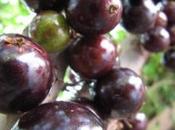 rareza Árbol Jabuticaba’ Internacional