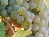 Variedades @Vinopremier: Palomino