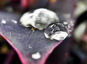 Blog hop! Macro gotas